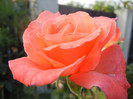 Rose Artistry (2012, June 27)