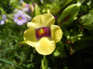 Torenia Gilded Grape (2012, June 30)