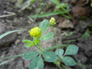 Medicago lupulina (2012, June 30)