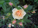 Orange Miniature Rose (2012, Jun.27)