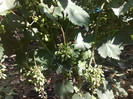 30062012 coarna neagra