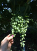 30062012 cump ca sublima seedles