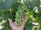 30062012 helikon