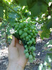 30062012 napoca