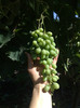 30062012 sublima seed
