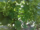 30062012napoca