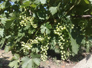 30062012reg viilor