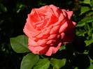 DSCN9287