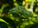 DSCN9325