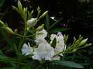 DSCN9385
