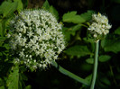 DSCN9488