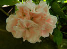 DSCN9506