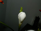 DSCN9551