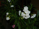 DSCN9607