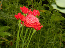 DSCN9662