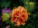 P1150278