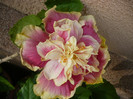 P1150284