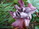 P1150288