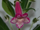 NEW - Kohleria Yfs Leah
