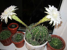 Echinopsis