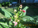 DSCN1549