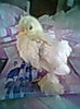 Fotogr.0286
