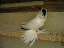 IMGA0153