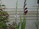 DSCN4064