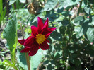 DSCN4020