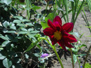 DSCN4023
