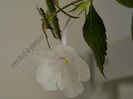 Achimenes Snow Surprise