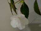 Achimenes Snow Surprise