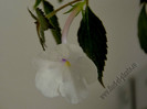 Achimenes Snow Surprise