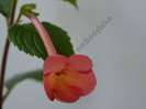 Achimenes Sweet and Sour