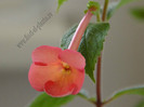 Achimenes Sweet and Sour