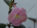 achimenes Harecroft