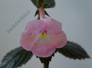 achimenes Harecroft