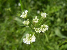 Anthriscus sylvestris (2012, June 22)