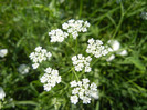 Anthriscus sylvestris (2012, June 22)