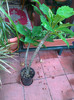 plumeria