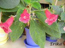 Blizzards Lady in Red 01-07-2012
