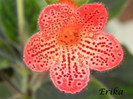 Krutpacketet 01-07-2012