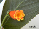 Peridots Potlach 01-07-2012