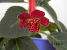 Regent 01-07-2012