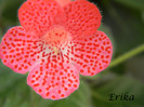 Sunshine (Doina) 01-07-2012