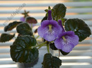 Sinningia Mark Twain