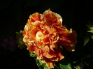 P1150310