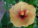 P1150318