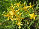 Hypericum perforatum (2012, June 22)