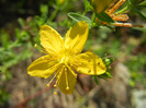 Hypericum perforatum (2012, June 22)